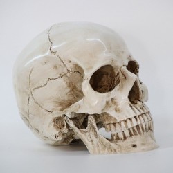 Crâne décoratif Tête de mort tête à taille réaliste avec machoire séparée modele 2 vue côté