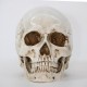 Crâne décoratif Tête de mort tête à taille réaliste avec machoire séparée modele 2