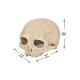 Crâne Tête de mort décoration dimension