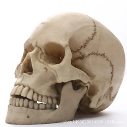 Crâne décoratif tête de mort Crâne médical en résine vue cote