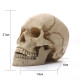 dimensions Crâne décoratif tête de mort Crâne médical en résine