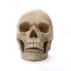 vue face Crâne décoratif tête de mort Crâne médical en résine